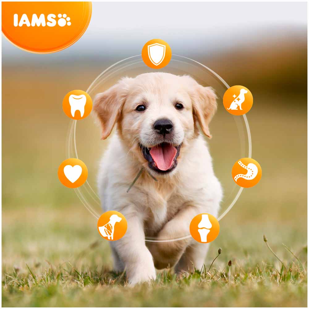 iams puppy food